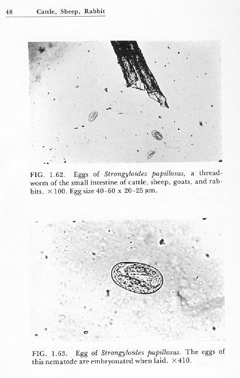 Threadworm eggs infection in goats and sheep